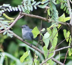 Dumetella carolinensis