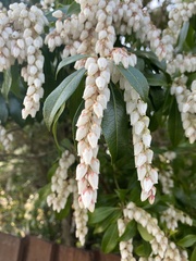 Pieris formosa