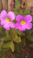 Oxalis latifolia