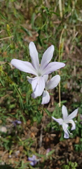 Barleria pretoriensis