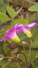 Oxalis latifolia