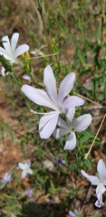 Barleria pretoriensis