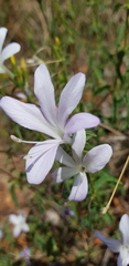 Barleria pretoriensis