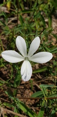 Barleria pretoriensis