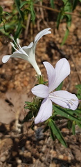 Barleria pretoriensis