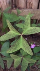 Oxalis latifolia
