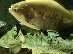 Colossoma macropomum