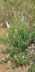Barleria pretoriensis
