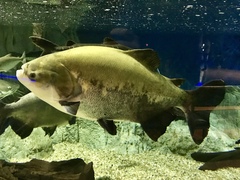 Colossoma macropomum