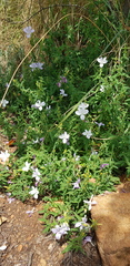 Barleria pretoriensis