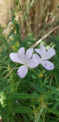 Barleria pretoriensis
