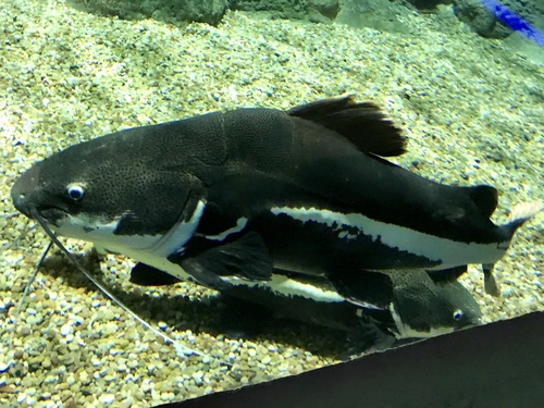 Phractocephalus hemioliopterus