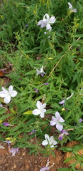 Barleria pretoriensis