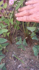 Oxalis latifolia