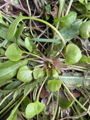 Claytonia rubra