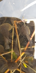 Bufo gargarizans