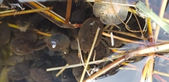 Bufo gargarizans