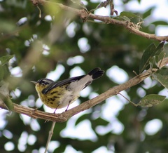 Setophaga magnolia