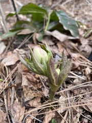 Helleboreae