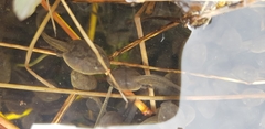 Bufo gargarizans