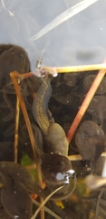 Bufo gargarizans