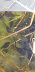 Bufo gargarizans