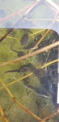 Bufo gargarizans