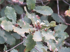 Quercus