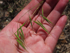 Bromus pectinatus