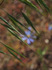 Bromus pectinatus