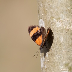 Lepidoptera