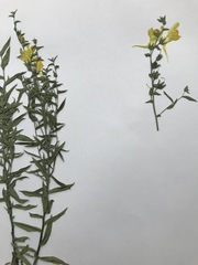 Linaria dalmatica dalmatica