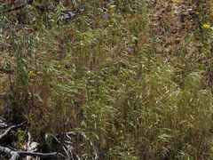 Bromus pectinatus