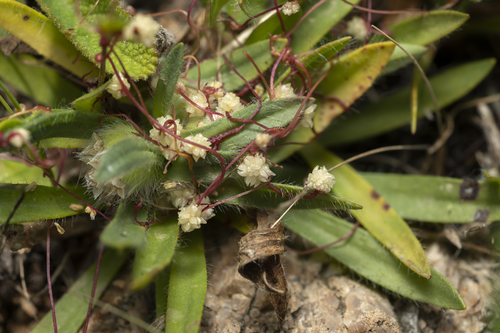 Image of Cuscuta palaestina by (c) Eleftherios Katsillis, some rights reserved (CC BY)