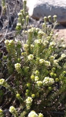 Phylica axillaris maritima