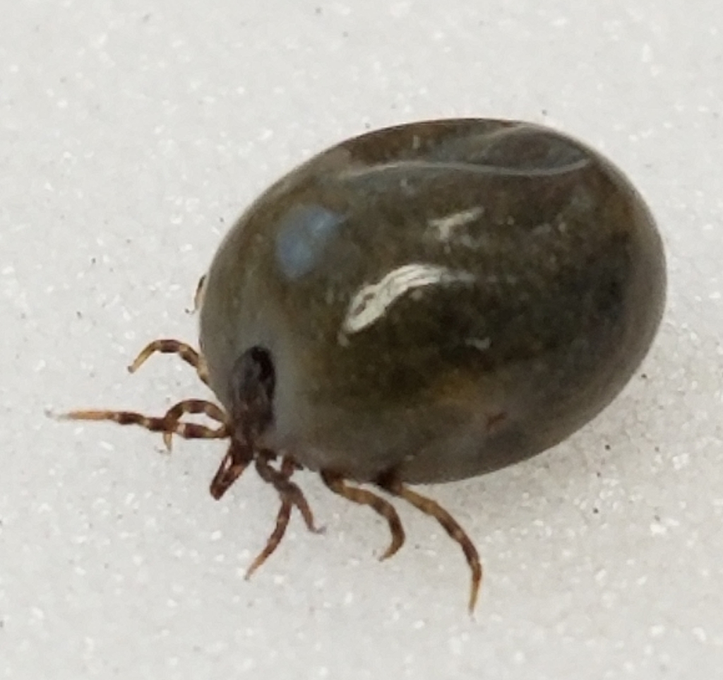 Ixodes brunneus