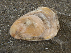 Crassostrea