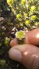 Phylica axillaris maritima