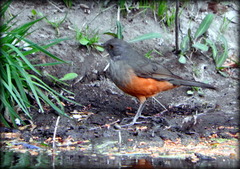 Turdus rufiventris