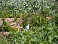 Bubulcus ibis