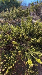 Phylica axillaris maritima