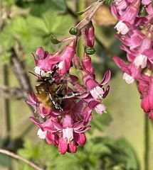 Anthophora plumipes