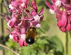 Anthophora plumipes