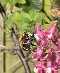Anthophora plumipes