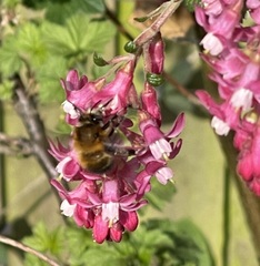 Anthophora plumipes