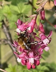 Anthophora plumipes