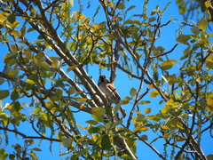 Passer domesticus