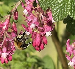 Anthophora plumipes