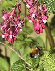 Anthophora plumipes