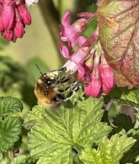 Anthophora plumipes